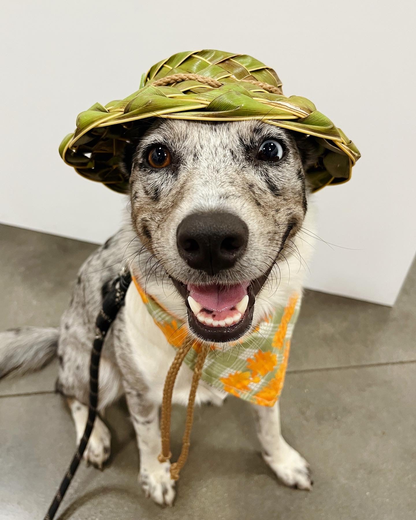 Doggy Pāpale