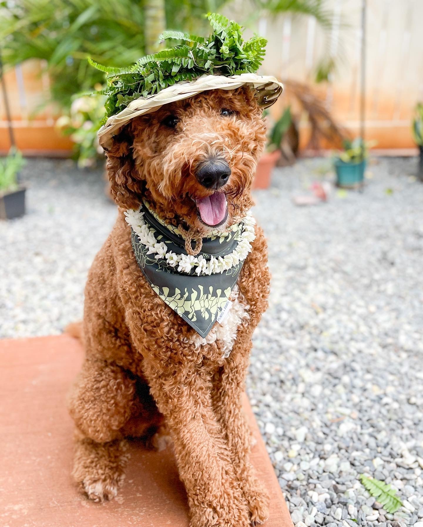 Doggy Pāpale